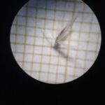 Calamagrostis villosa