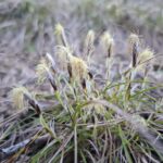 Carex humilis