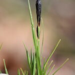 Carex montana