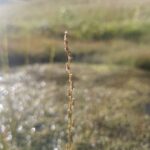 Triglochin palustris