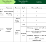 Critères discriminants des poacées